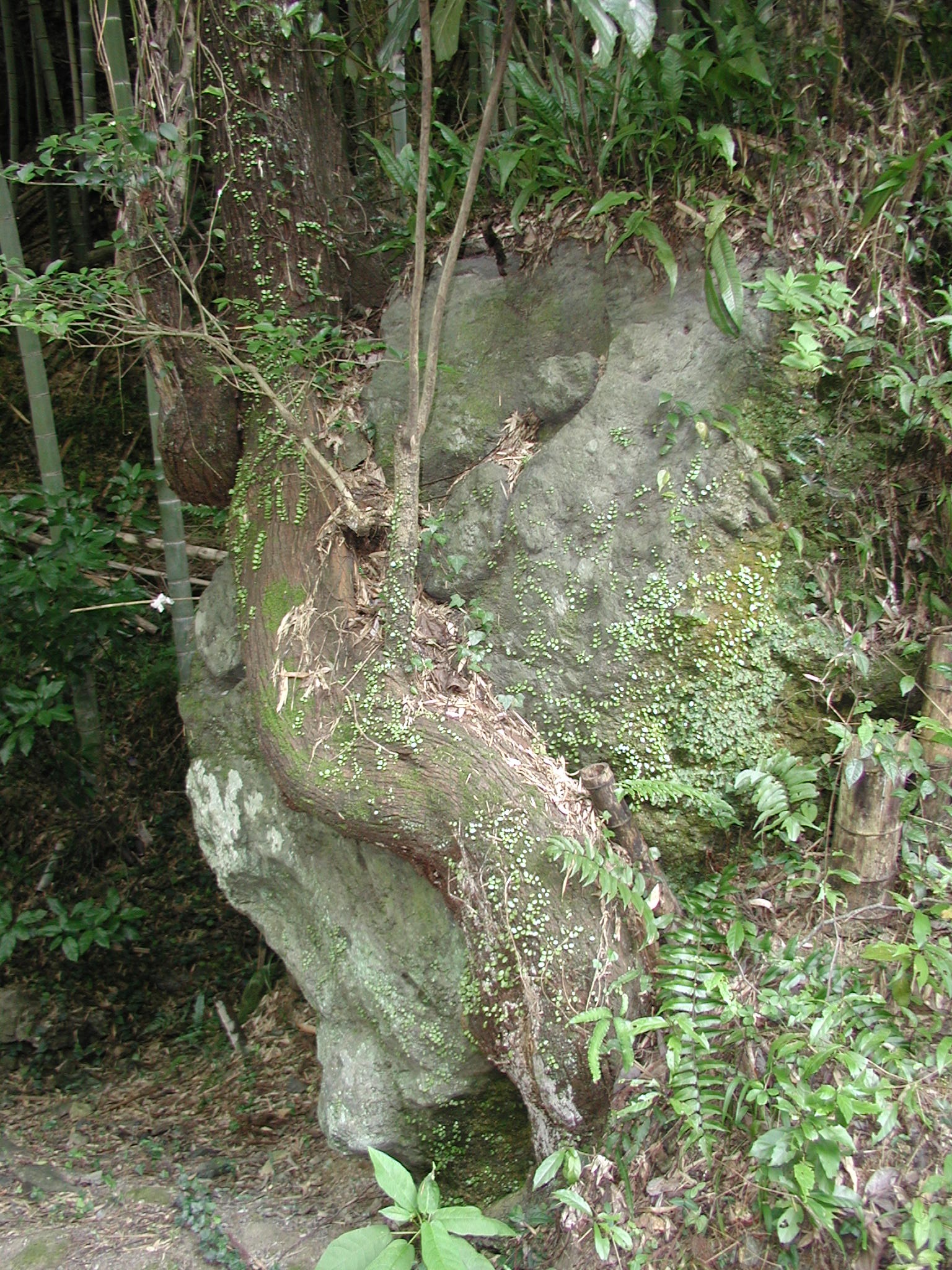 （第4回）　平家岩と石鍋