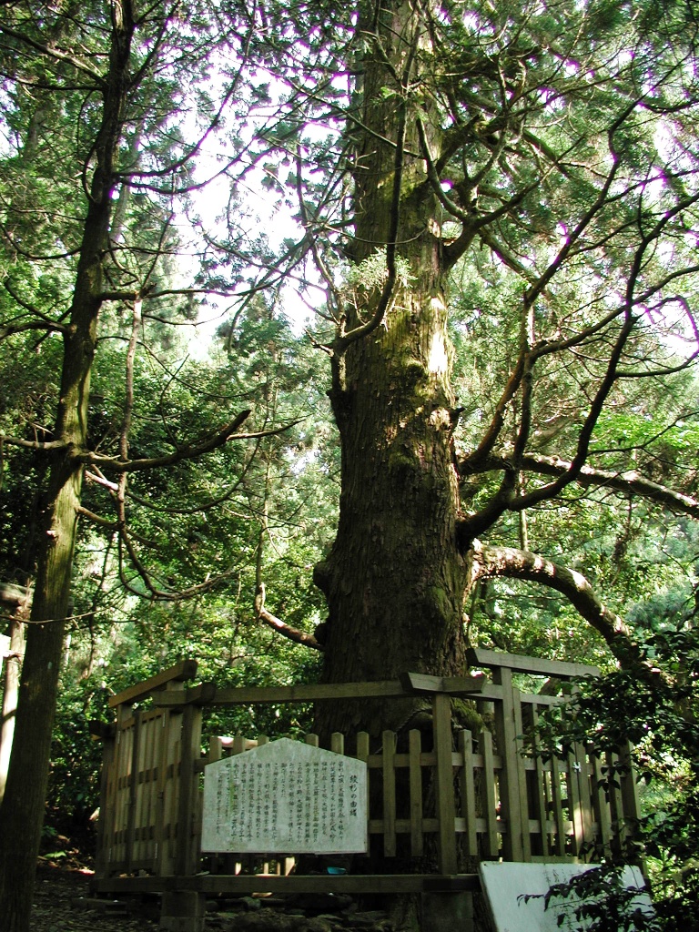 （第18回） 若杉山の歴史と杉について