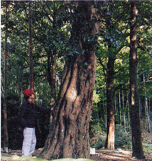 （第28回） 町指定天然記念物の樹木たち【2】