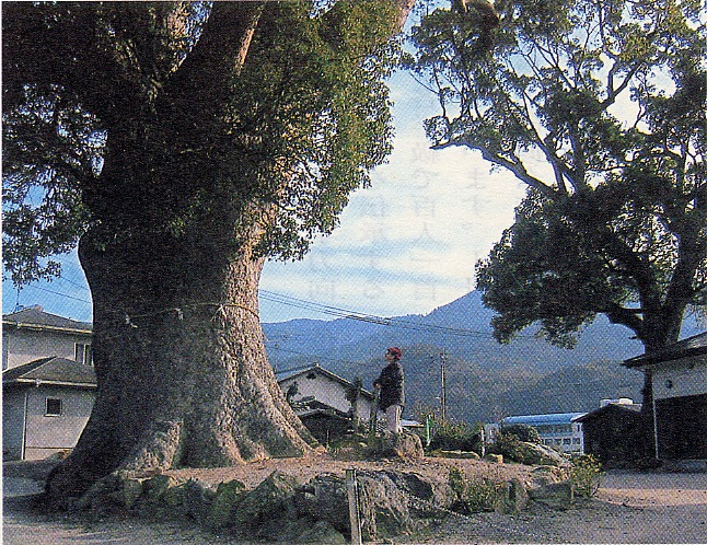 （第29回） 町指定天然記念物の樹木たち【3】